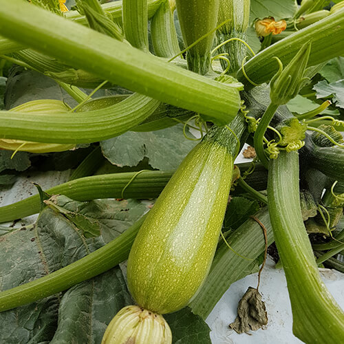 Calabazas Zucchini