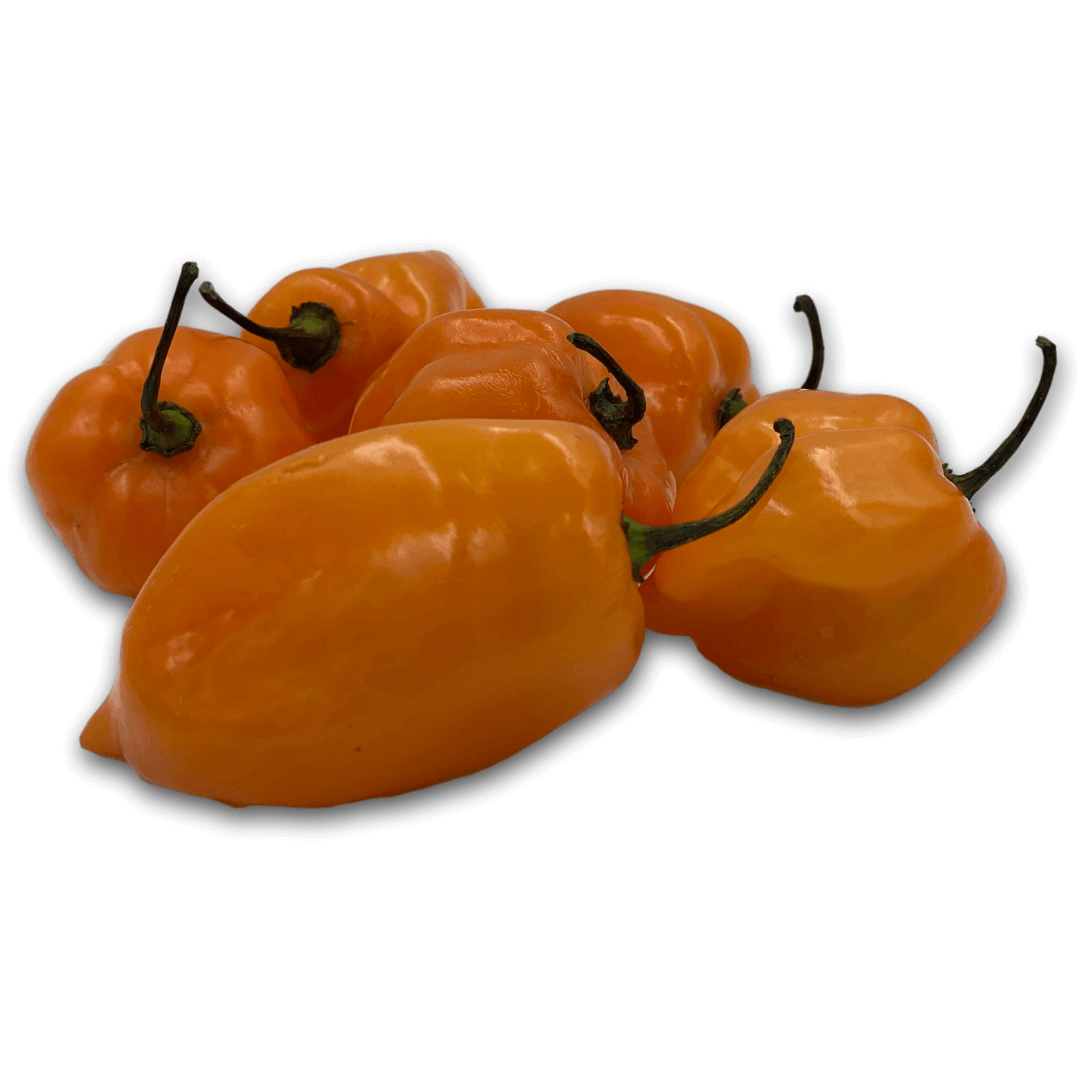 Semilla de Chile Habanero