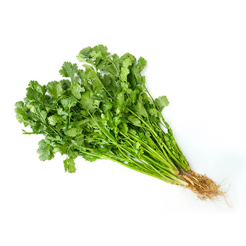 Semilla de Cilantro