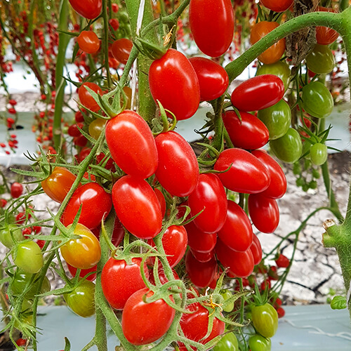 Tomate Indeterminado 