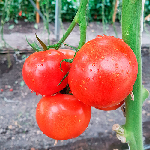 Tomate Indeterminado