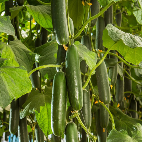 Semilla Pepino Invernadero