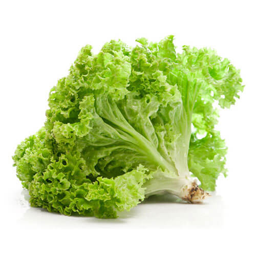 Lechuga Especialidades