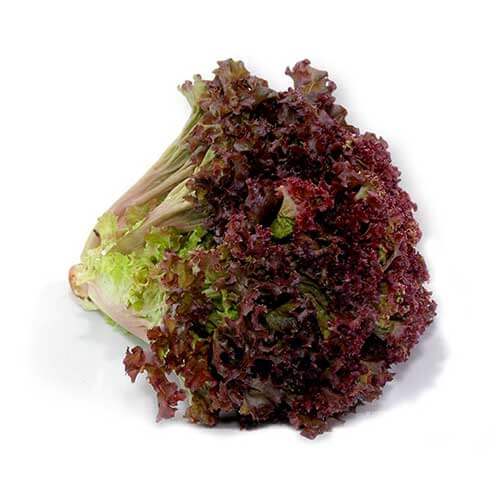 Lechuga Sangría