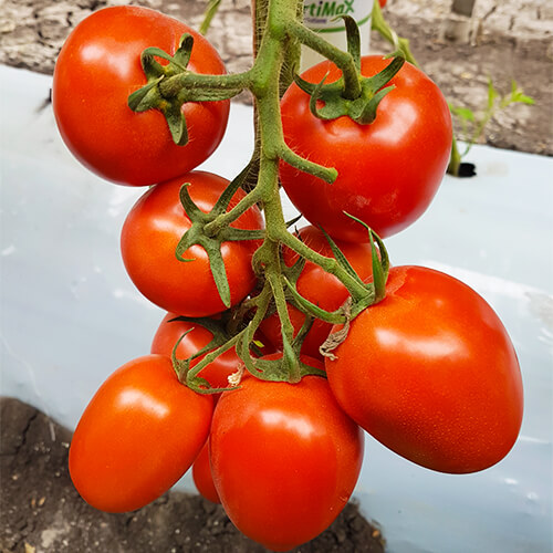 Tomate Indeterminado