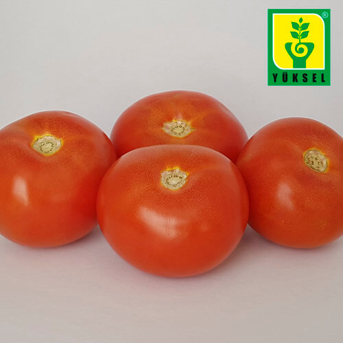 Semilla de Tomate Centurion