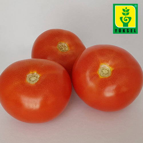 Semilla de Tomate Centurion