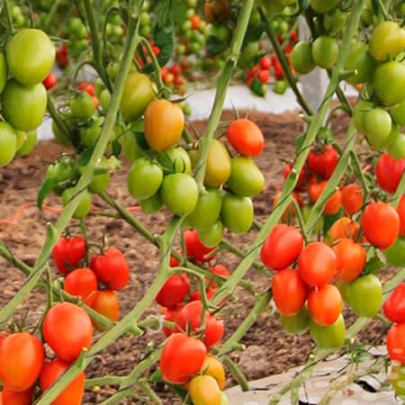 Semilla de Tomate Vibranio