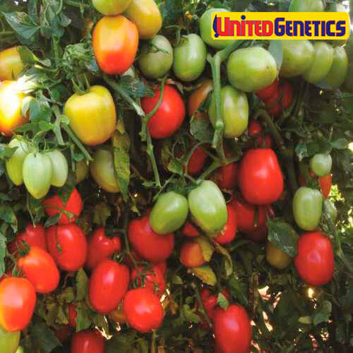 Semilla de Tomate Primus LF