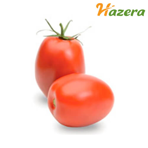 Semilla de Tomate Vannesa