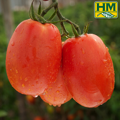 Semilla de Tomate Pony Express Latamseeds