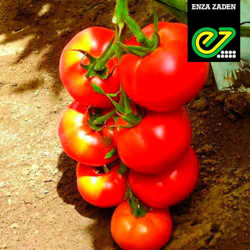 Semilla de Tomate Imperial 643