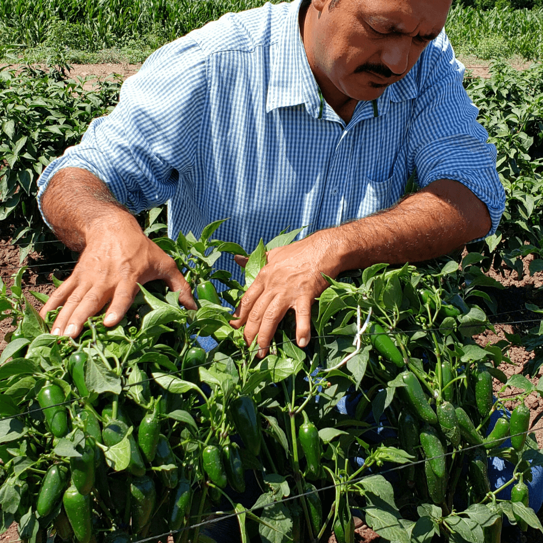 Semilla de Chile Sinforosa 