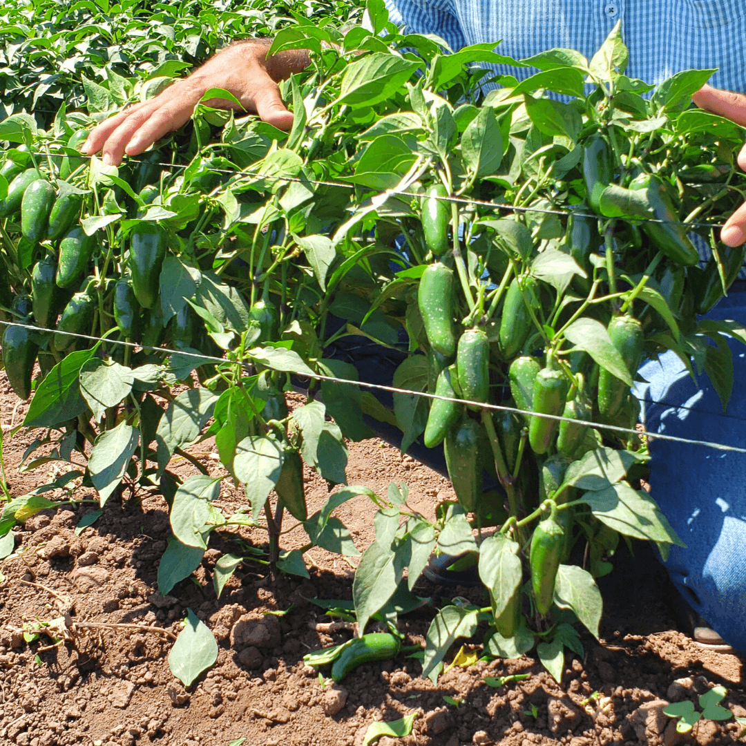 Semilla de Chile Sinforosa 