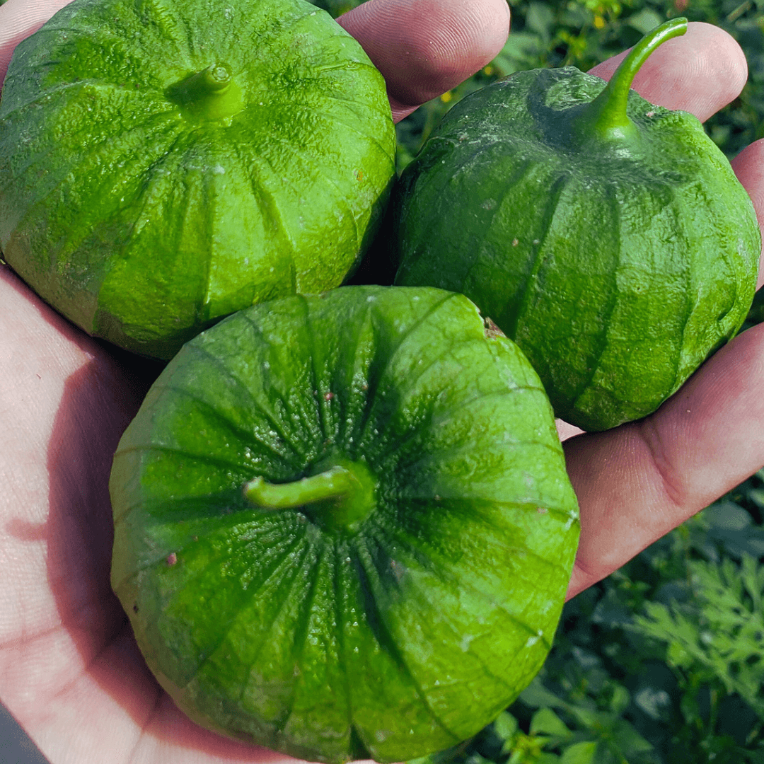 Semilla de Tomatillo "San Miguel F1"