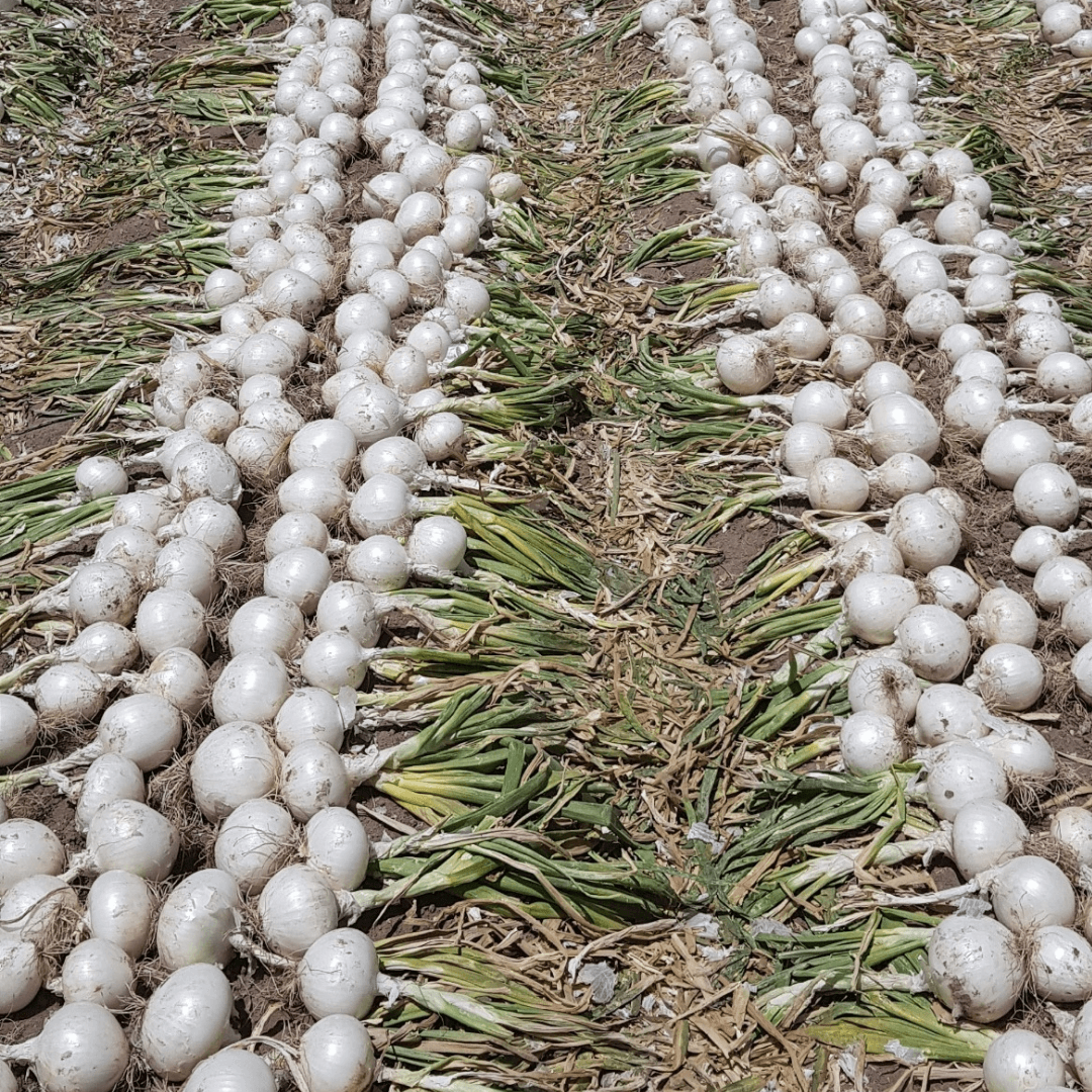 Semilla de Cebolla Blanca "Nativa F1"