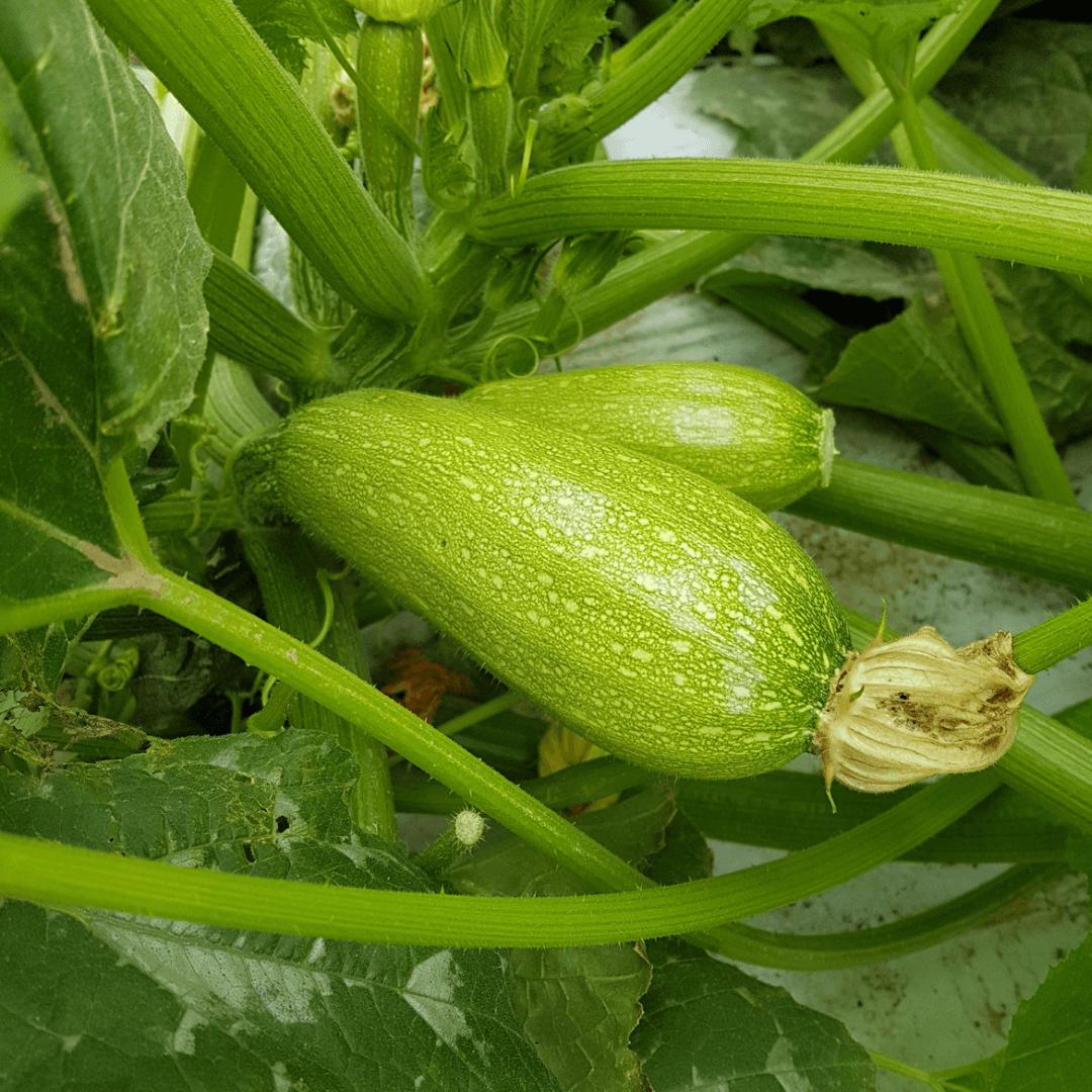 Semilla de Calabaza Zucchini "Greta F1"