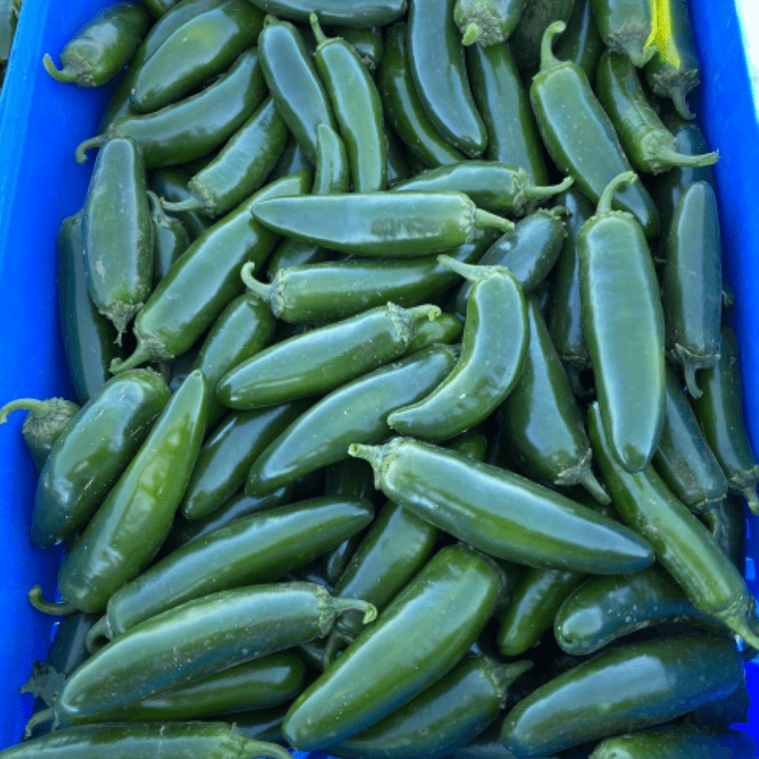 Semilla de Chile Mixteco