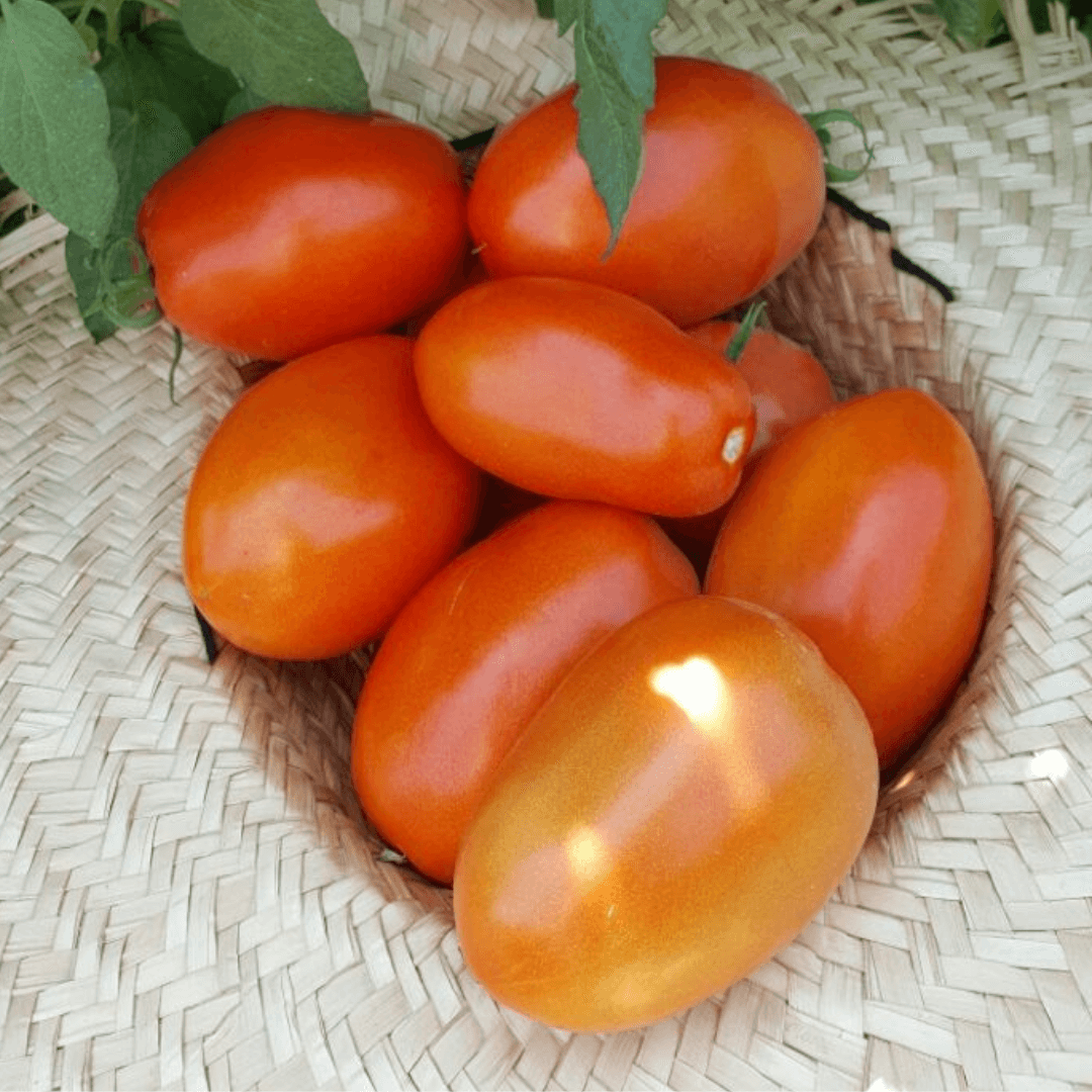 Semilla de Tomate Saladette Determinado "Chanok F1"