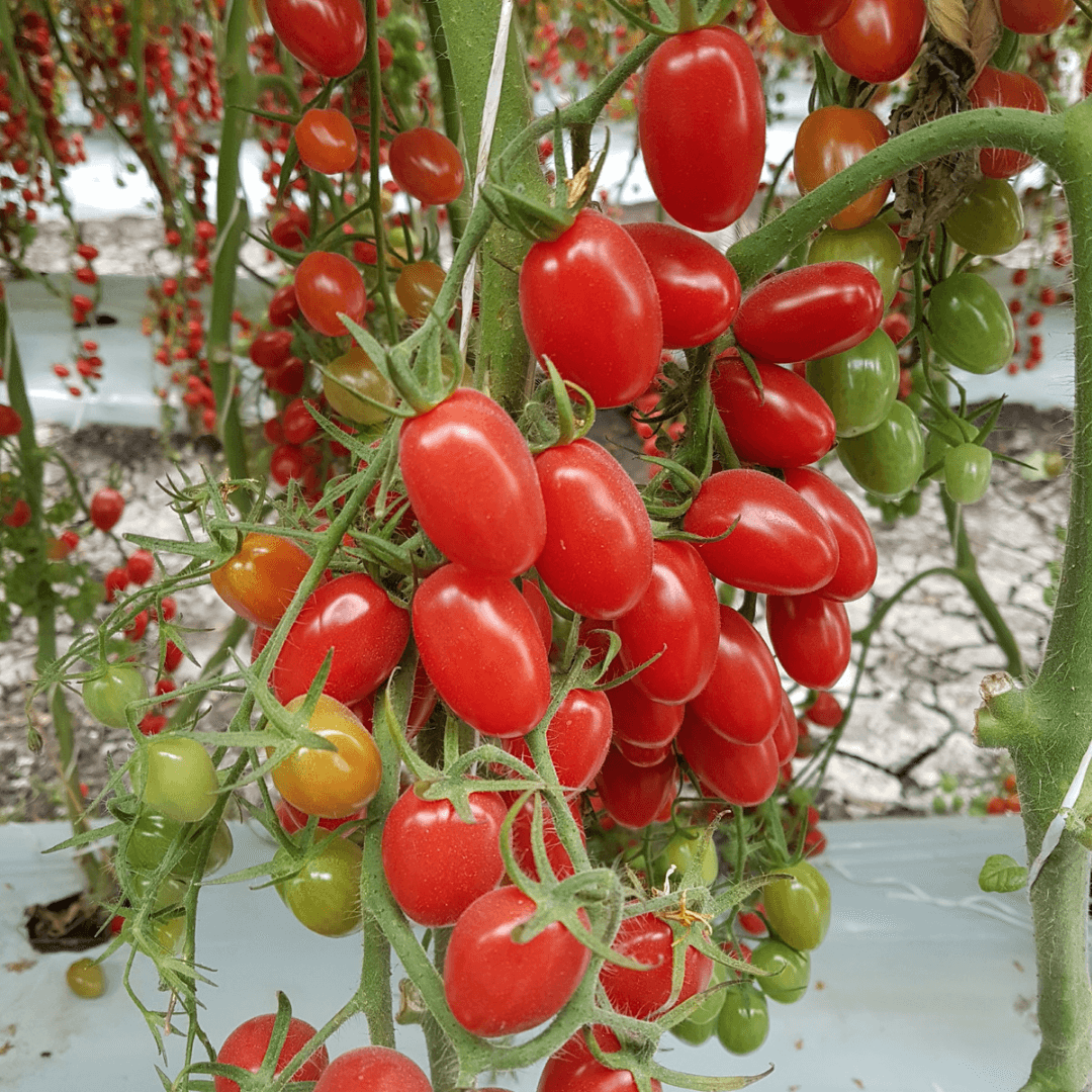 Semilla de Tomate Grape Uva "Tarcy F1"