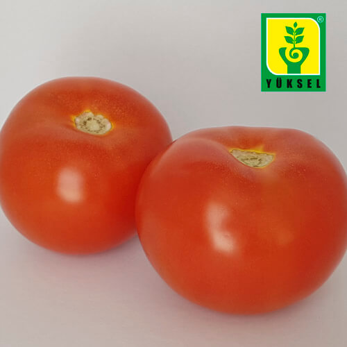 Semilla de Tomate Centurion