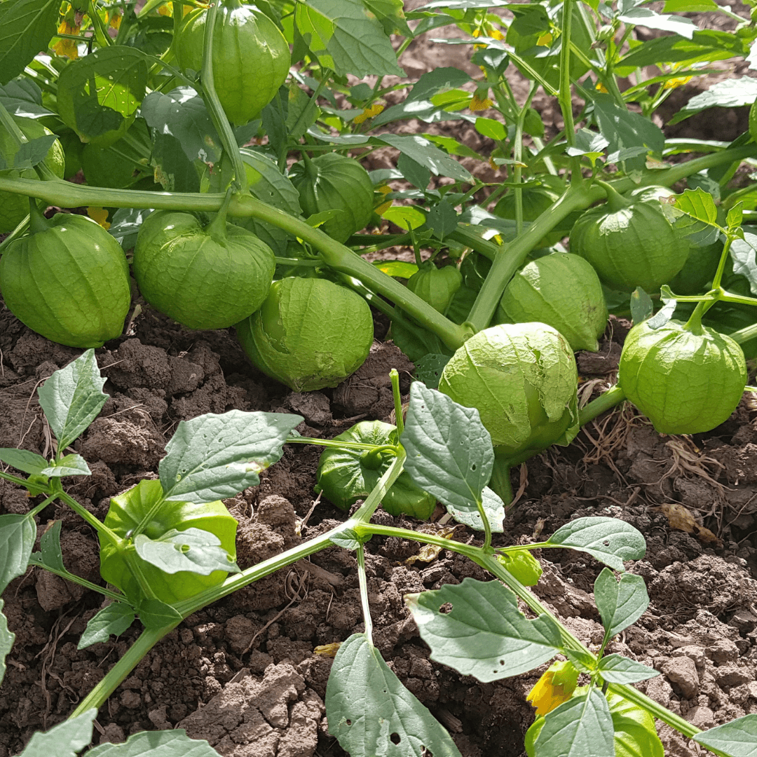 Semilla de Tomatillo San Miguel