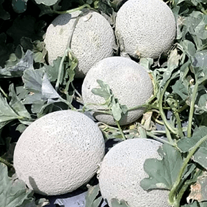 Guía de Cultivo |  Melón Azimut