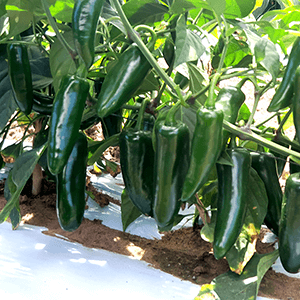 Guía de Cultivo | Jalapeño Cordillera 