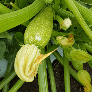 Guía de Cultivo | Calabaza Zucchini Romelia