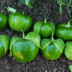 Guía de Cultivo | Tomatillo San Miguel