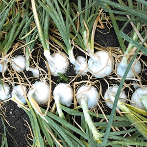Guía de Cultivo | Cebolla Blanca Latina